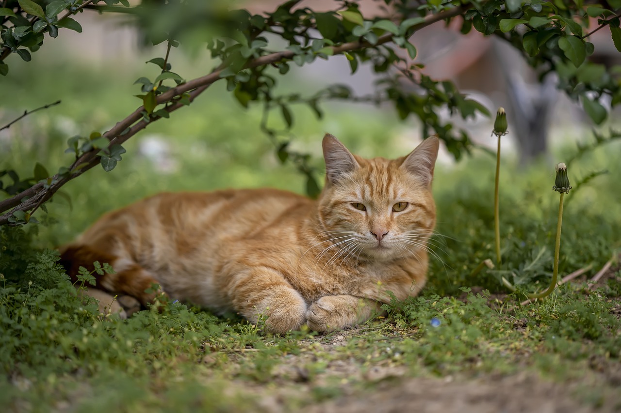 Understanding the Different Types of Persian Cats